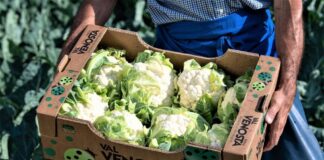 Cavolfiore della Val Venosta, l’eccellenza della qualità tra gusto e genuinità