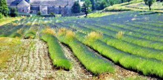 Francia del Sud, alla scoperta di borghi incastonati nella natura, tra storia e tradizioni
