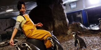 Acquario di Cattolica ed Italia in Miniatura aperti anche a settembre, Oltremare e Aquafan a fine agosto 2020