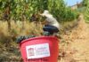 Movimento Turismo del Vino, tutto pronto per Cantine Aperte in Vendemmia 2020