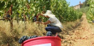 Movimento Turismo del Vino, tutto pronto per Cantine Aperte in Vendemmia 2020