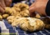 Fiera Internazionale del Tartufo Bianco d’Alba 2020, una storia lunga 90 anni