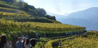 Trentino, chiude la rassegna d’autunno 2020 DiVin Ottobre