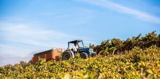 A Lisbona per vivere una coinvolgente esperienza di enoturismo