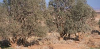 Giordania, nella nuova riserva naturale di Burqu apre un ecolodge