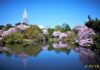 Tokyo, in primavera 2021 per vivere la fioritura dei ciliegi