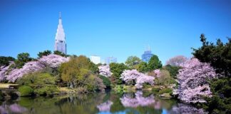 Tokyo, in primavera 2021 per vivere la fioritura dei ciliegi
