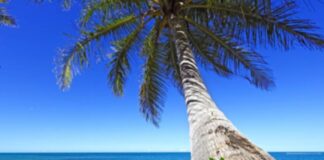 Seychelles, un mare di profumi, sapori e gusto