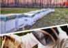 Azienda agricola Apislife, una produzione dolce e naturale portata dalle api