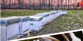 Azienda agricola Apislife, una produzione dolce e naturale portata dalle api