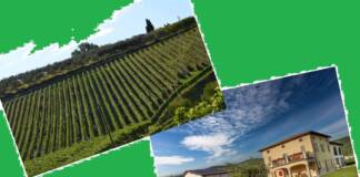 Mezzane di Sotto (Vr), Cantina Ilatium Morini presenta tre nuovi vini bio